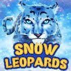 Snow Leopards thumbnail